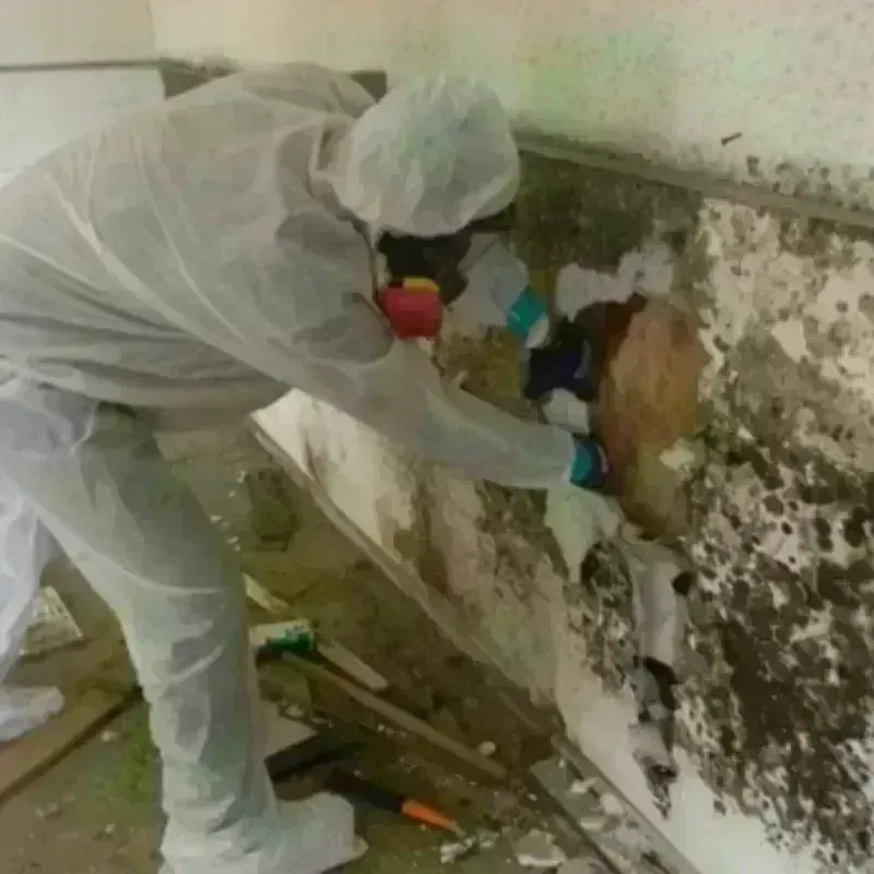 Mold Remediation and Removal in Safford, AZ